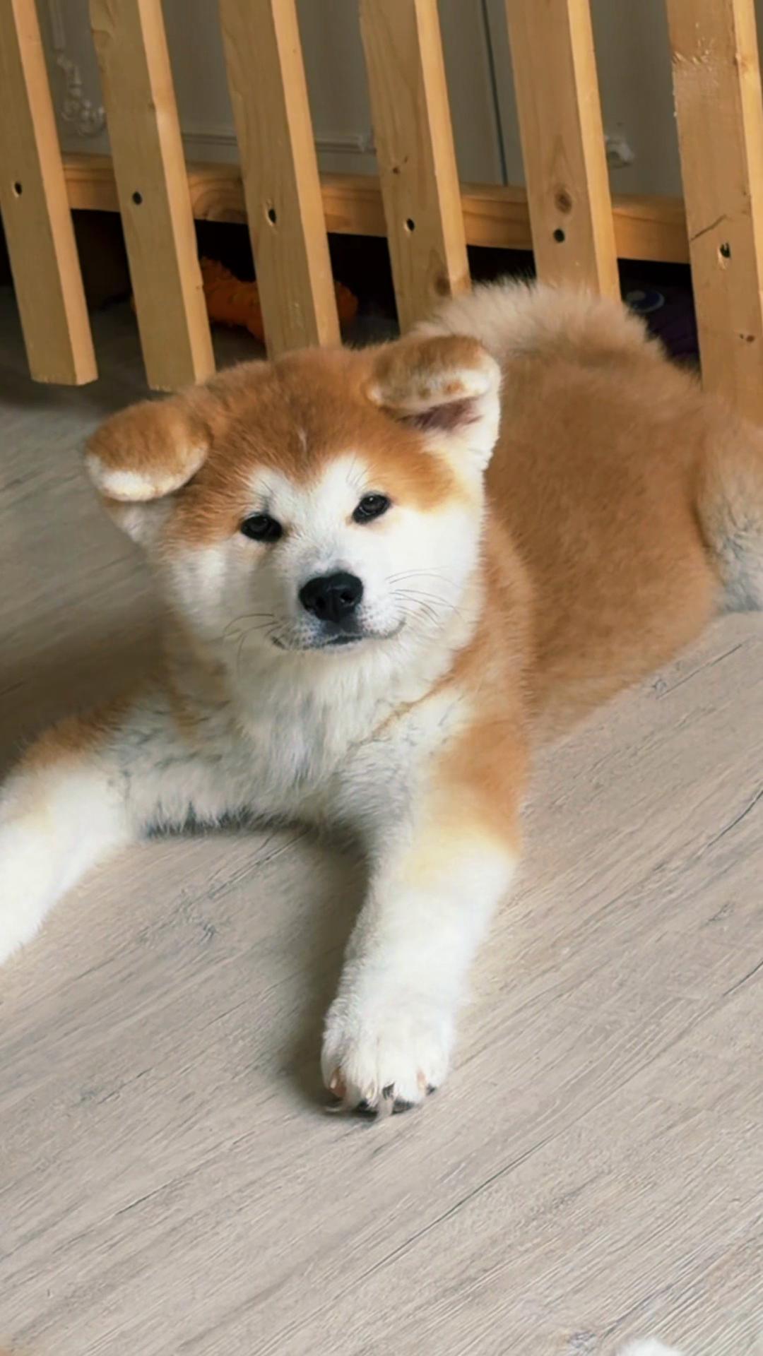 @oh_myakita