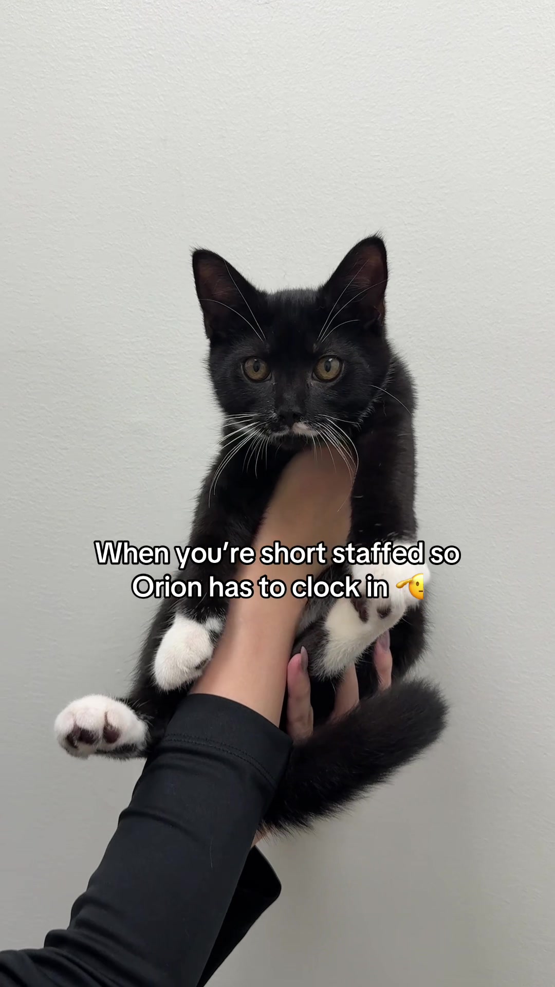 @Deanna | ATL Animal Rescue 🖤