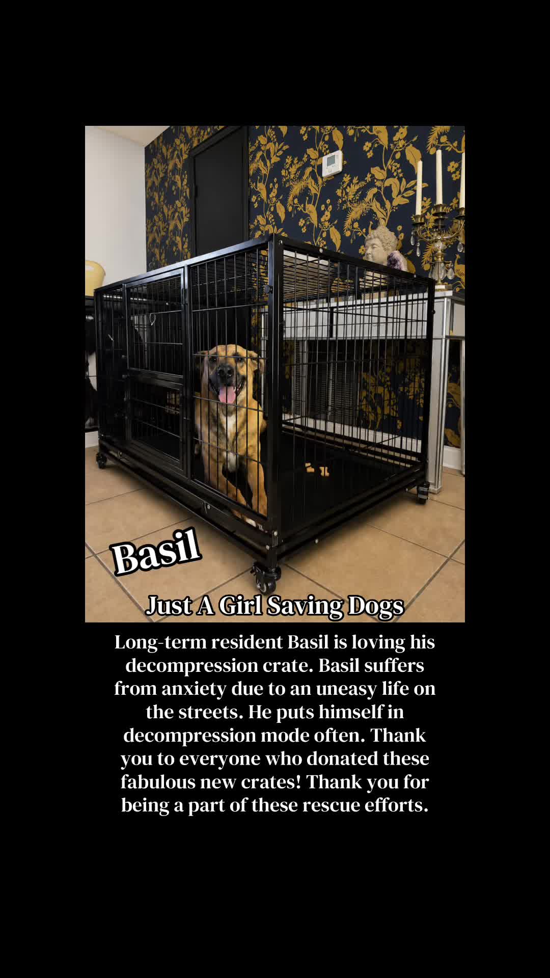 @Just A Girl Saving Dogs