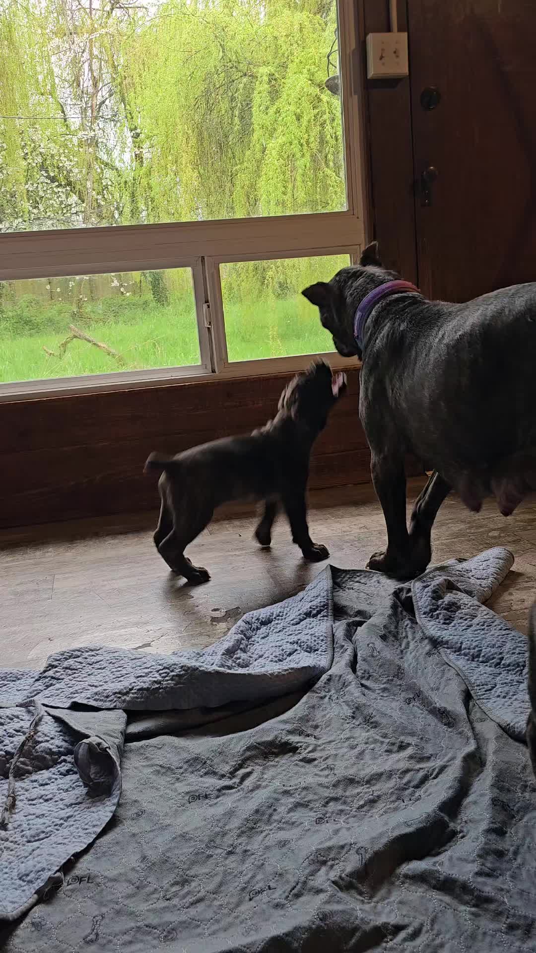 @SalmonCreekCaneCorso