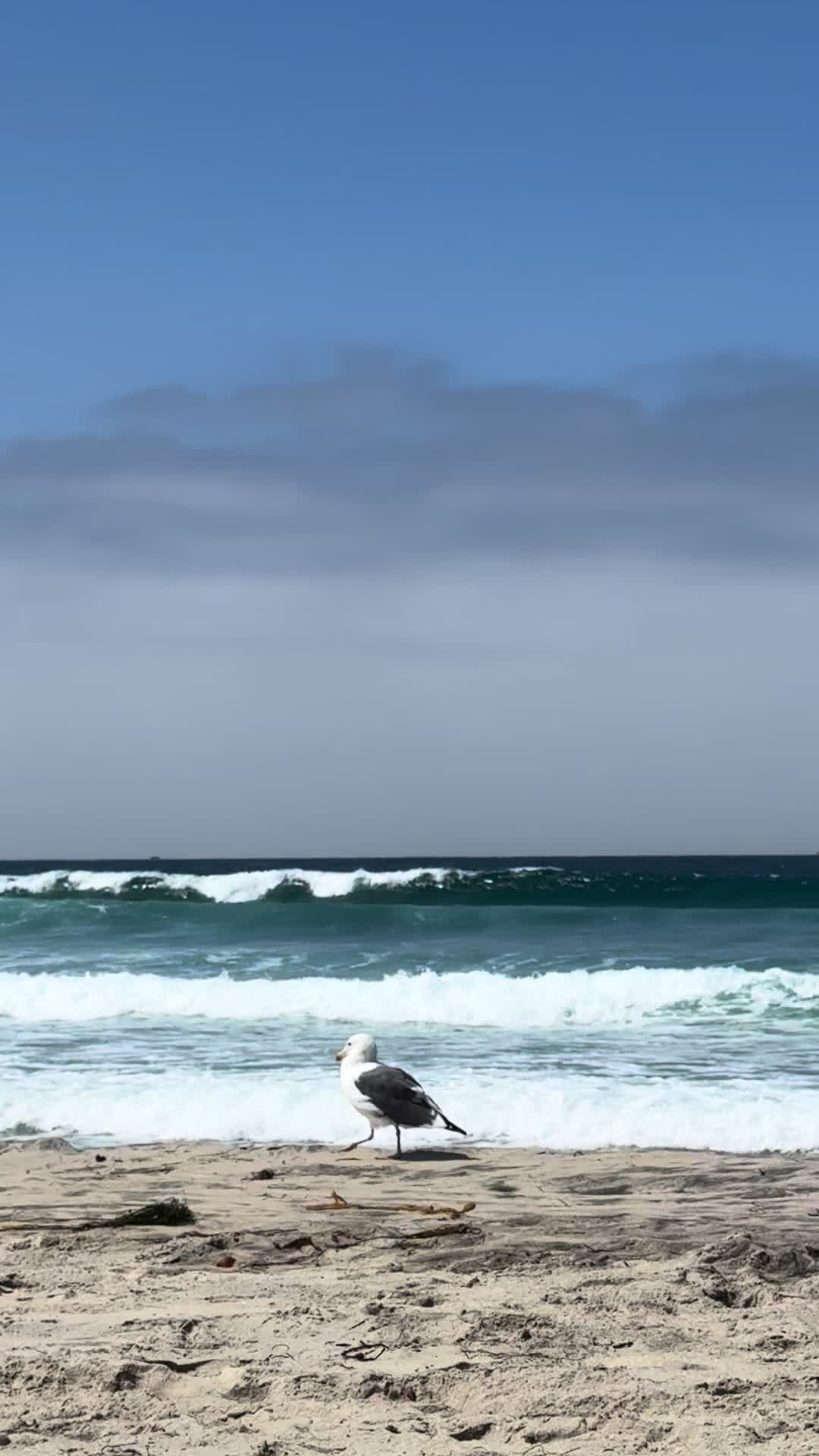 @San Diego Beach Review