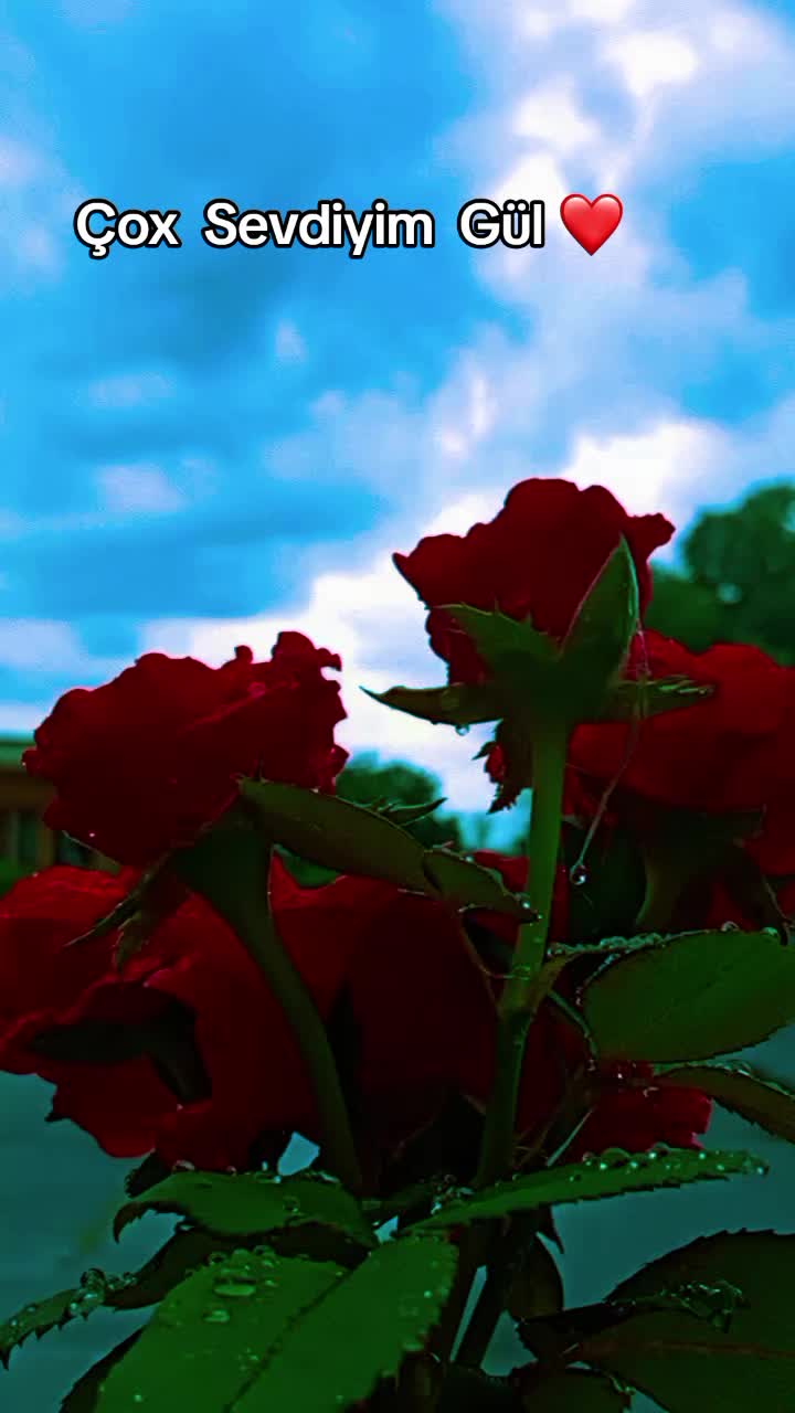 @♡𝙏𝙤𝙩𝙪𝙢♡