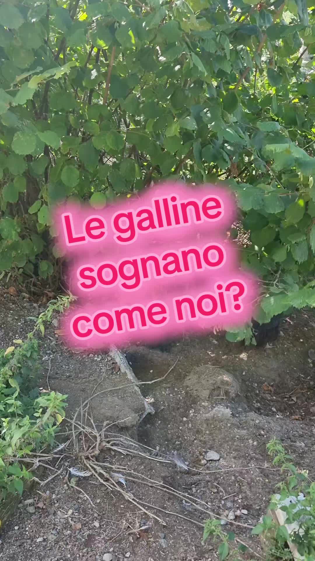@Il leone e la gallina