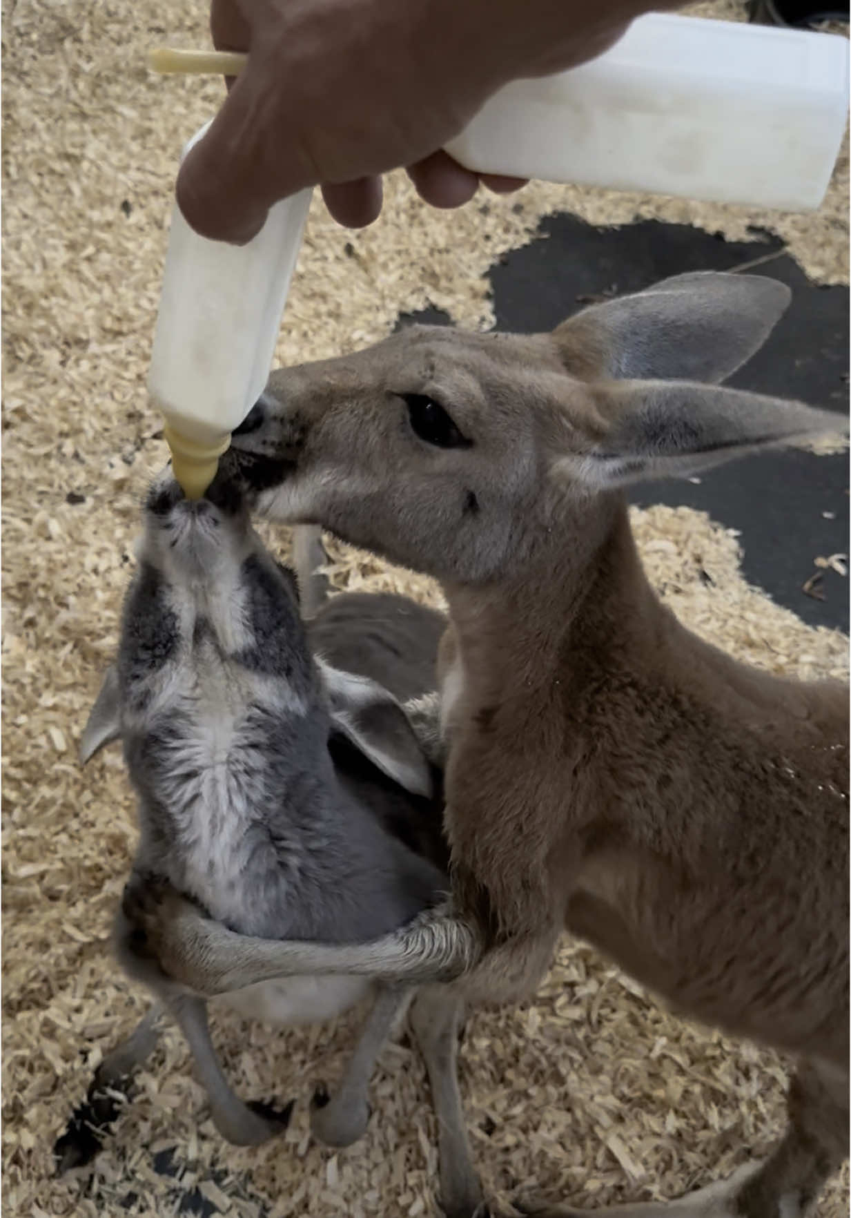 @Goat Daddy's