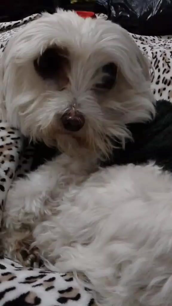 @Sr. Tom&aacute;s 💙🐶💚
