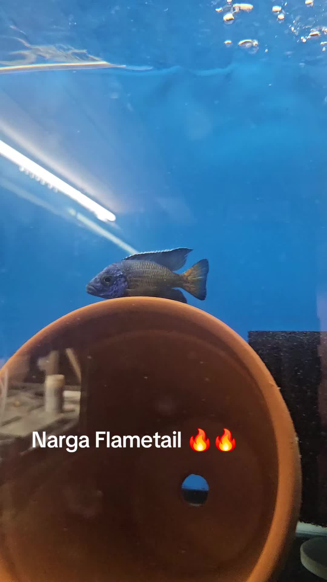 @EddieBcichlids