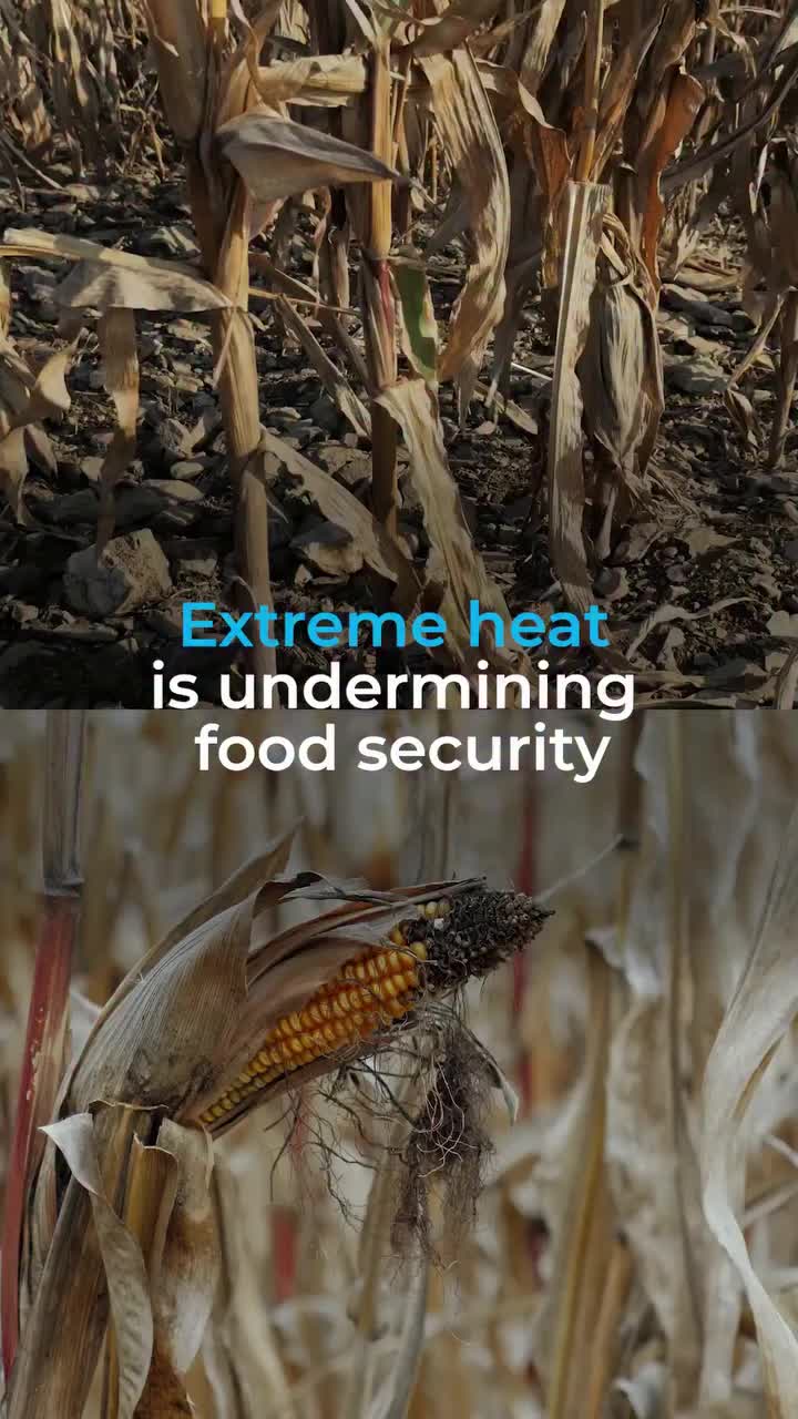 @UN's Food & Ag Org