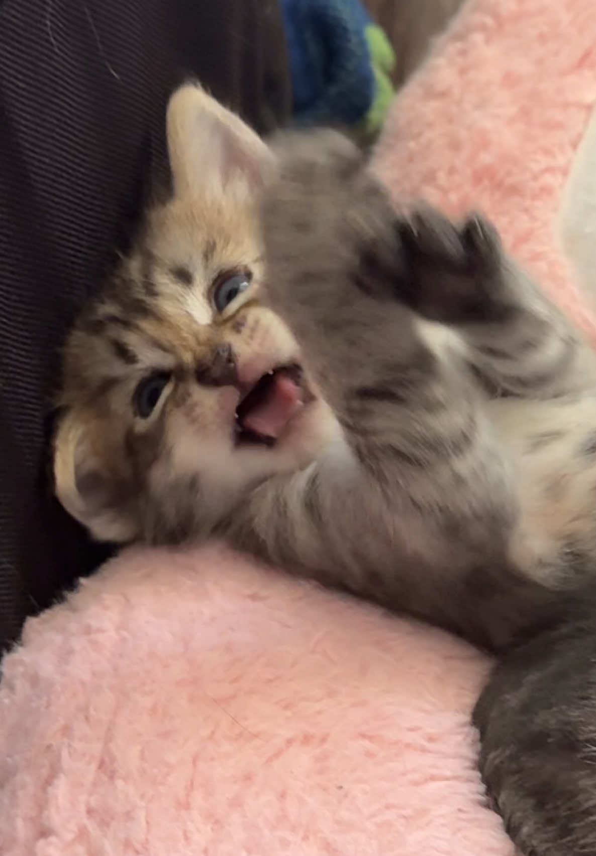 @Mia kittens