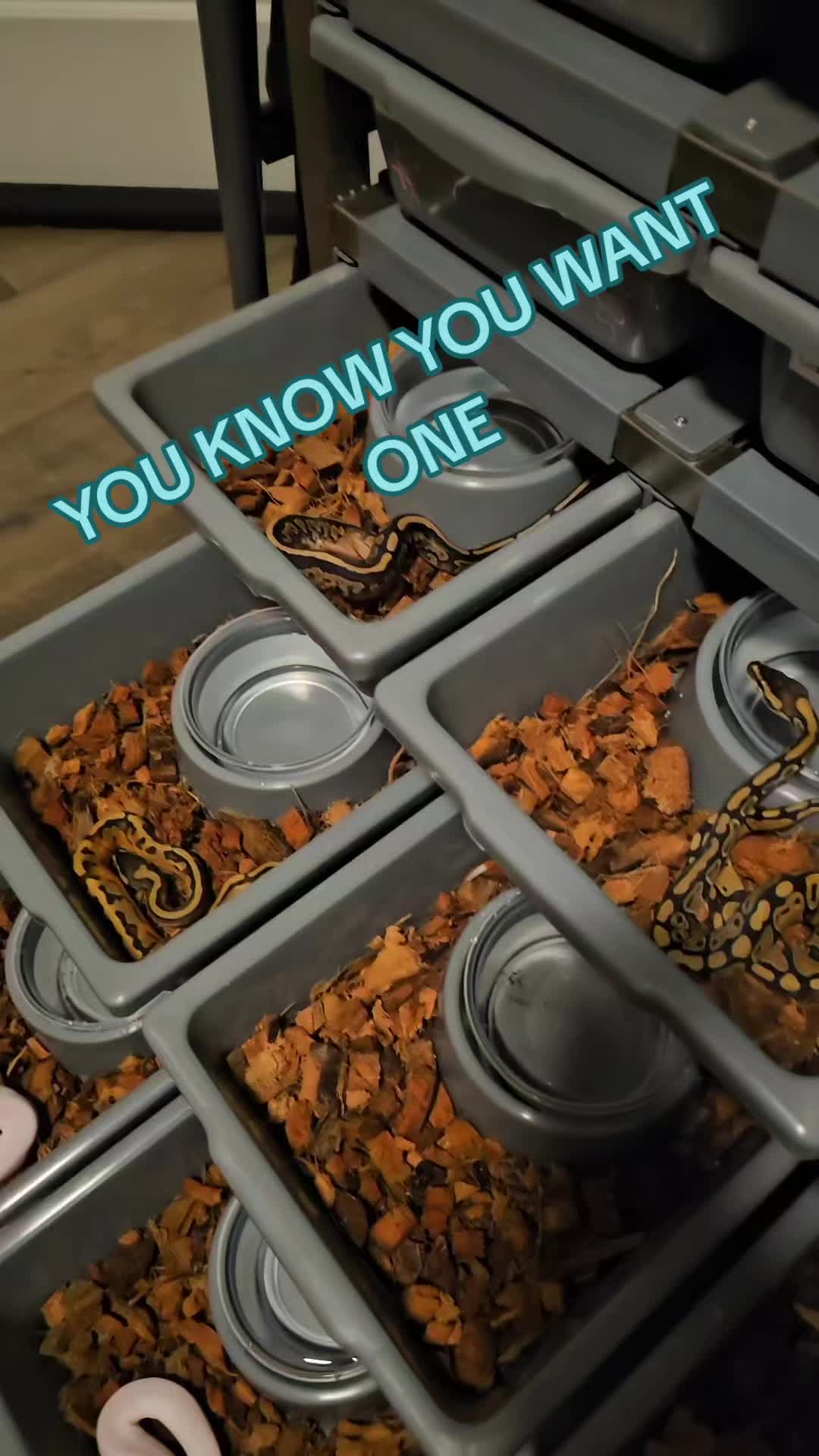 @PNW REPTILEZ