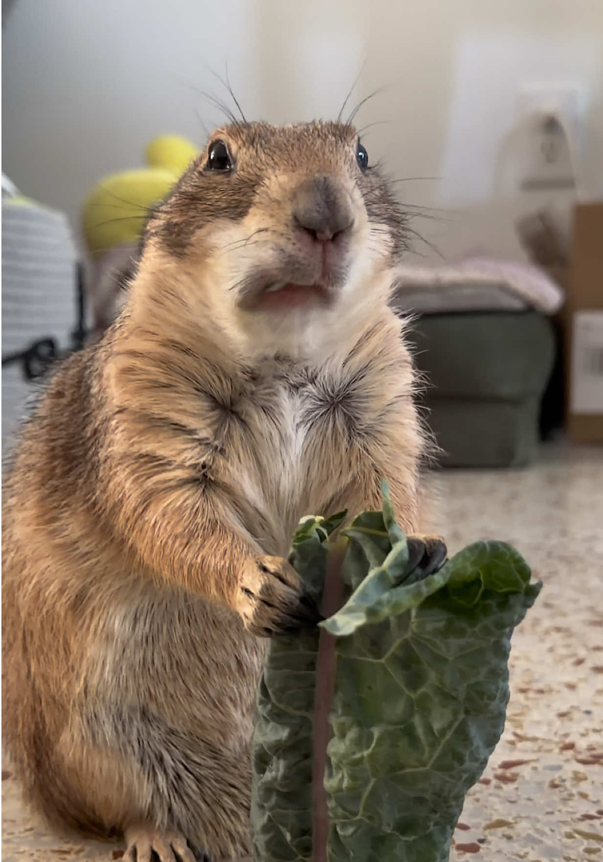 @Poppy the Prairie Dog