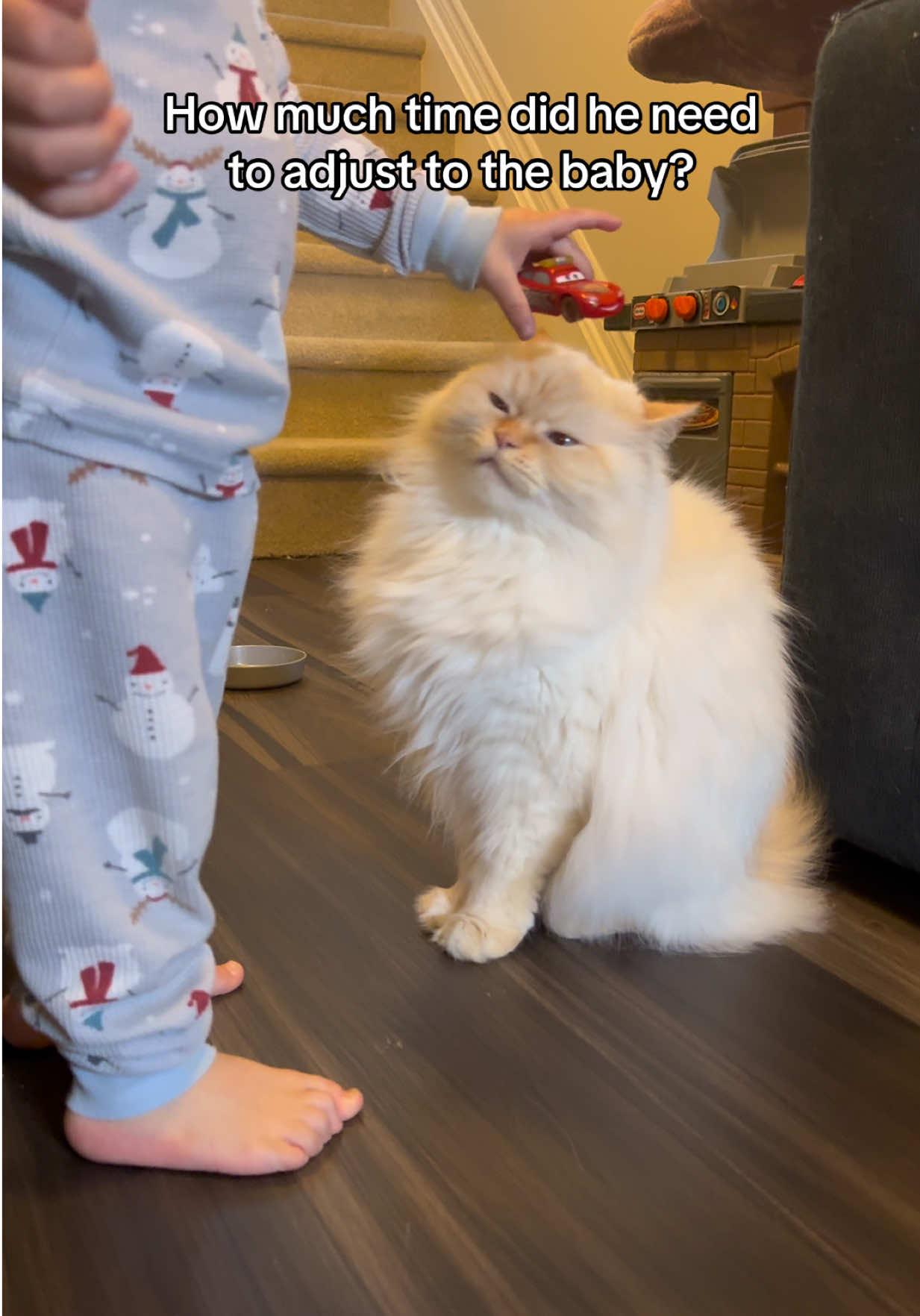 @Krista & Cats: BamBam & Bonnie