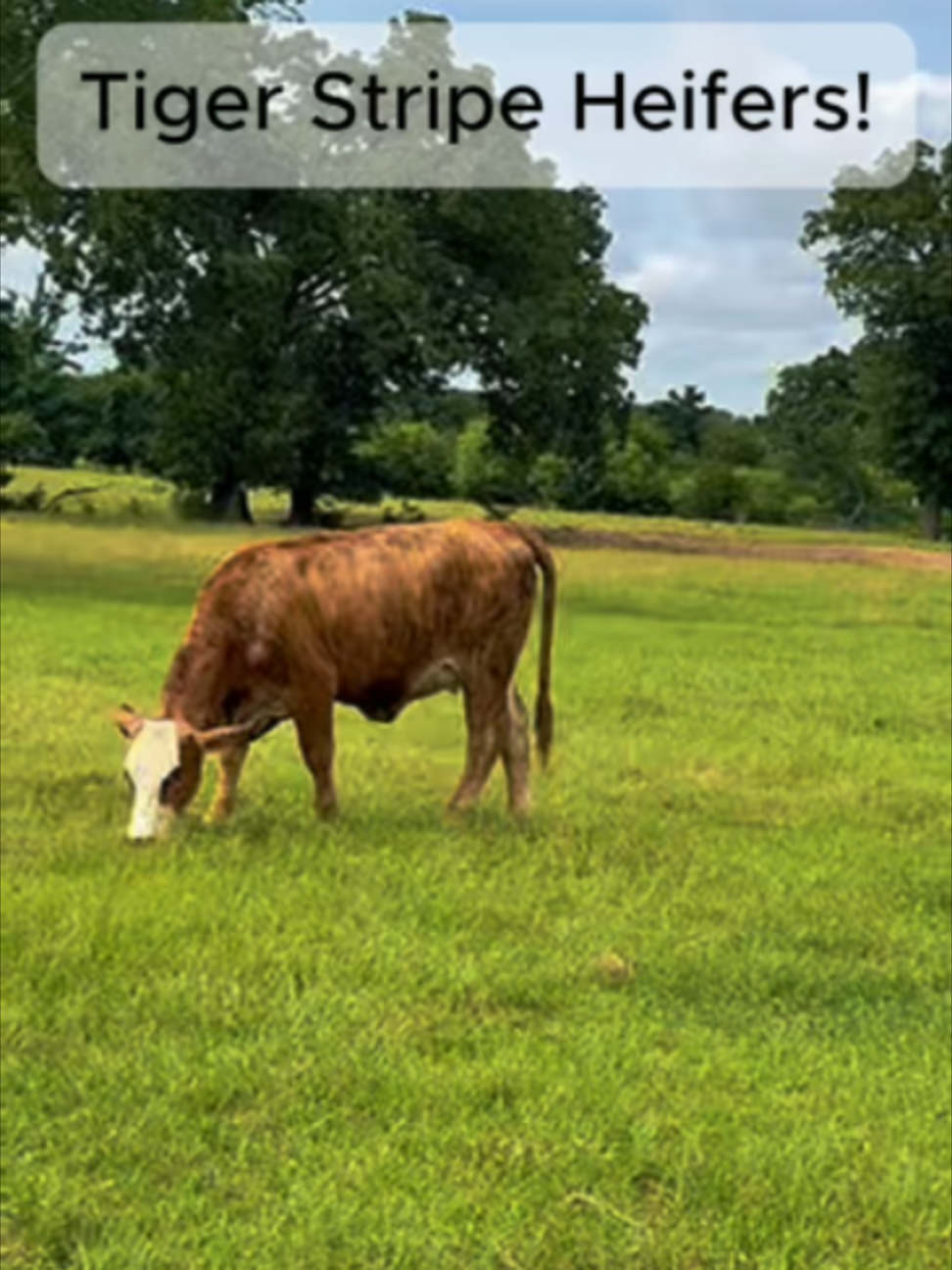 @Rutherford Land and Cattle
