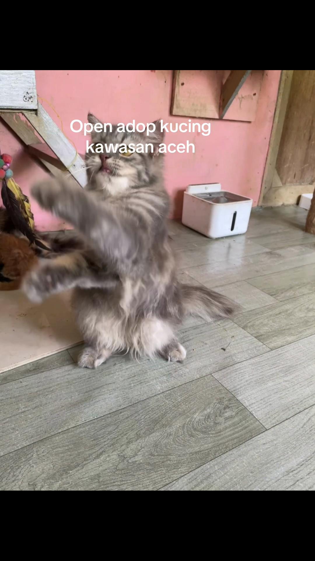 @Meow family