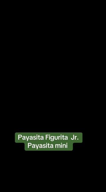 @Payasita Figurita Jr.