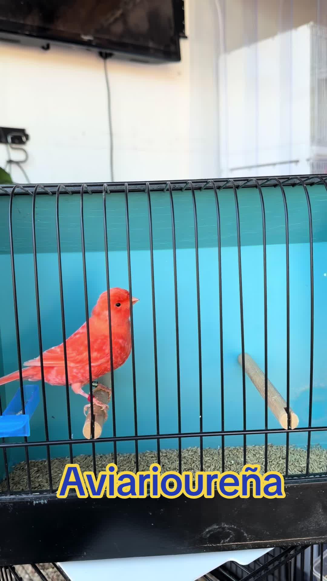 @AviarioUreña