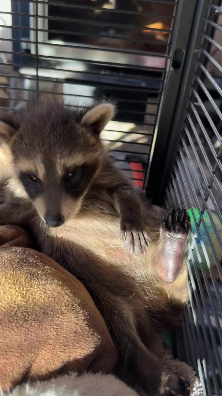 @BushBabyTheRaccoon
