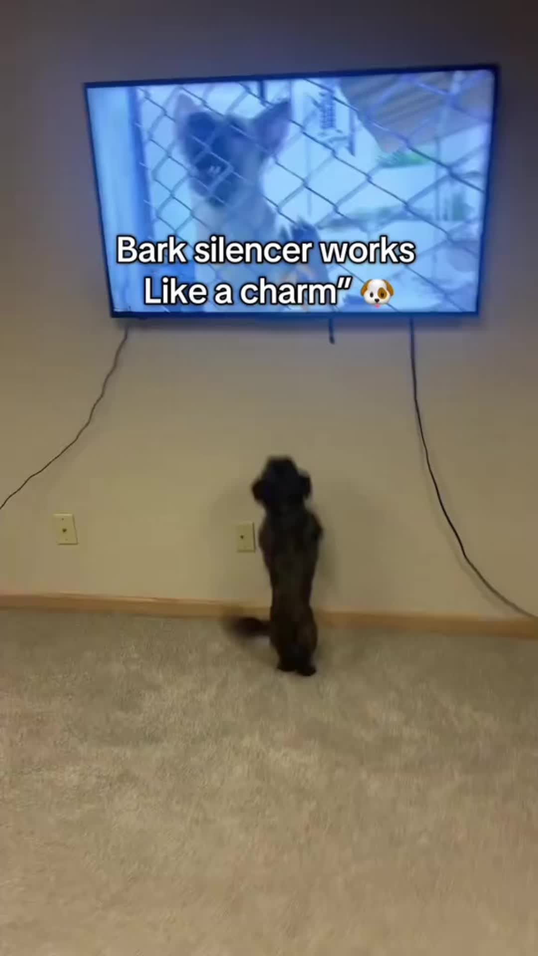 @topfoxdeals