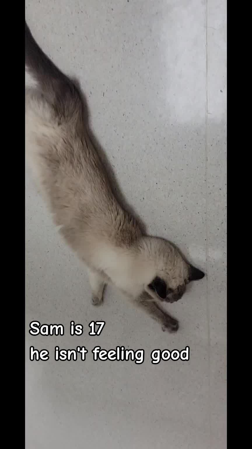@No More Sad Kitties