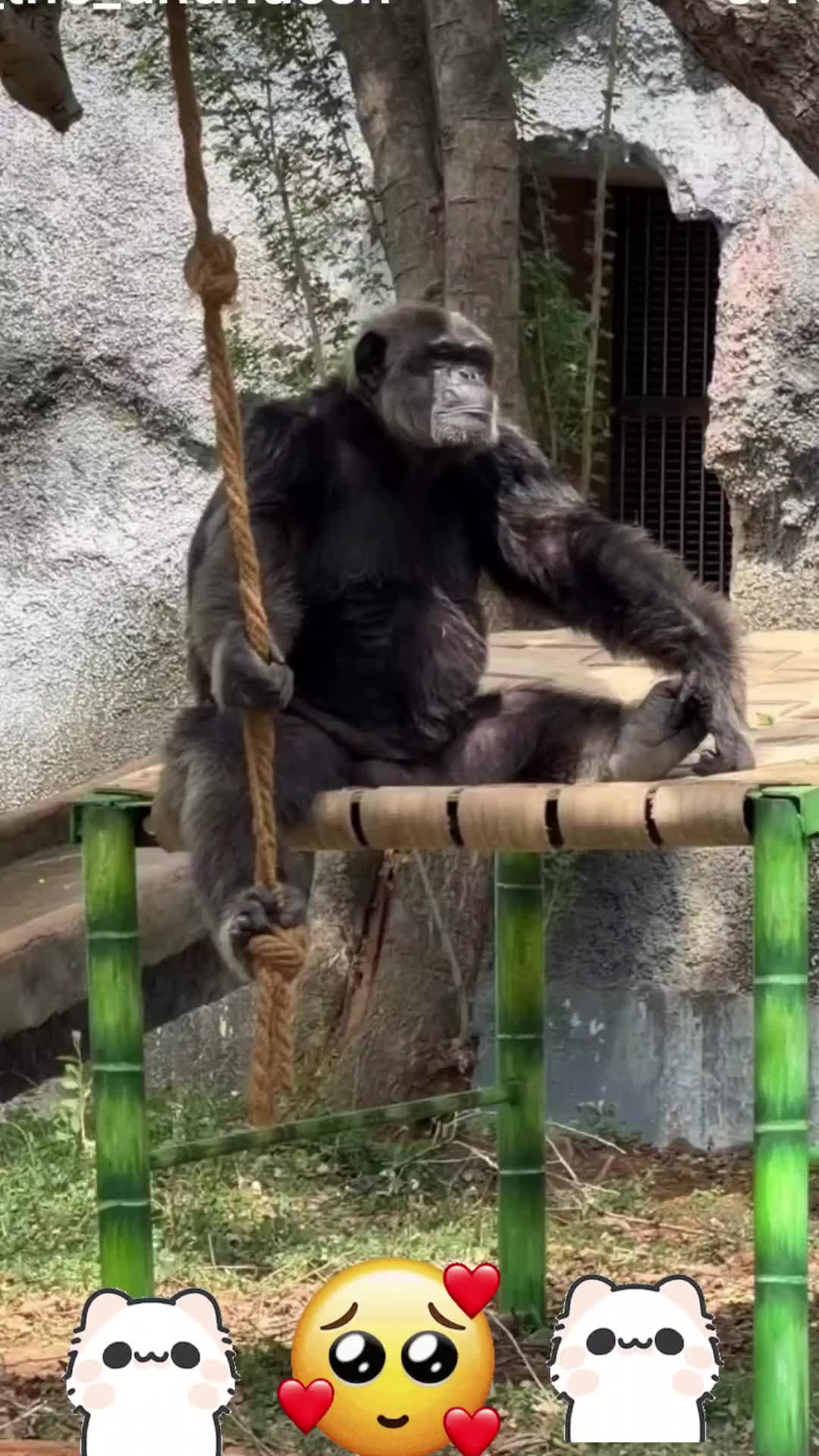 @Rani Rani