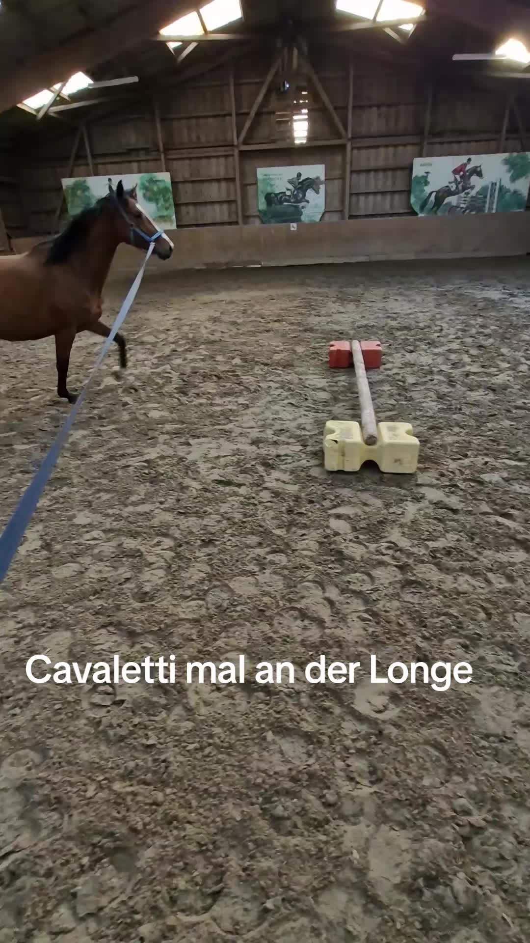 @Katinka, Peach 🐴 und Toffee🐶