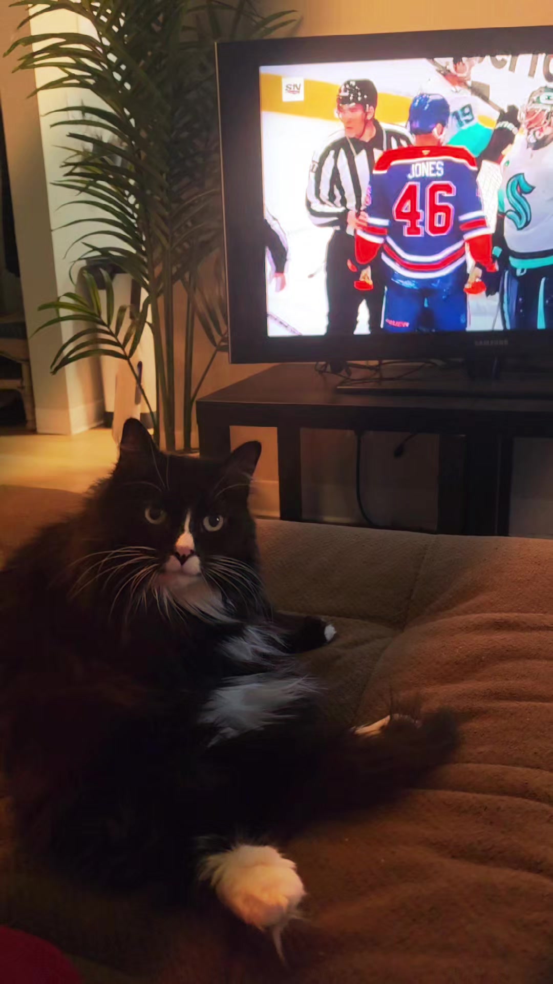@AtticaTheTuxedoCat