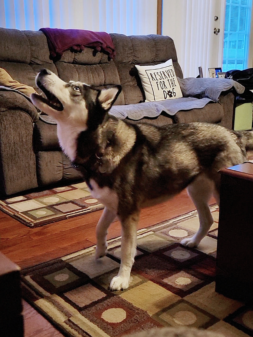 @the Hussey Husky