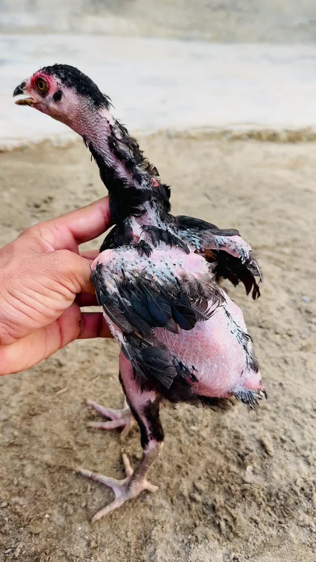 @Professionalaseelbirds2