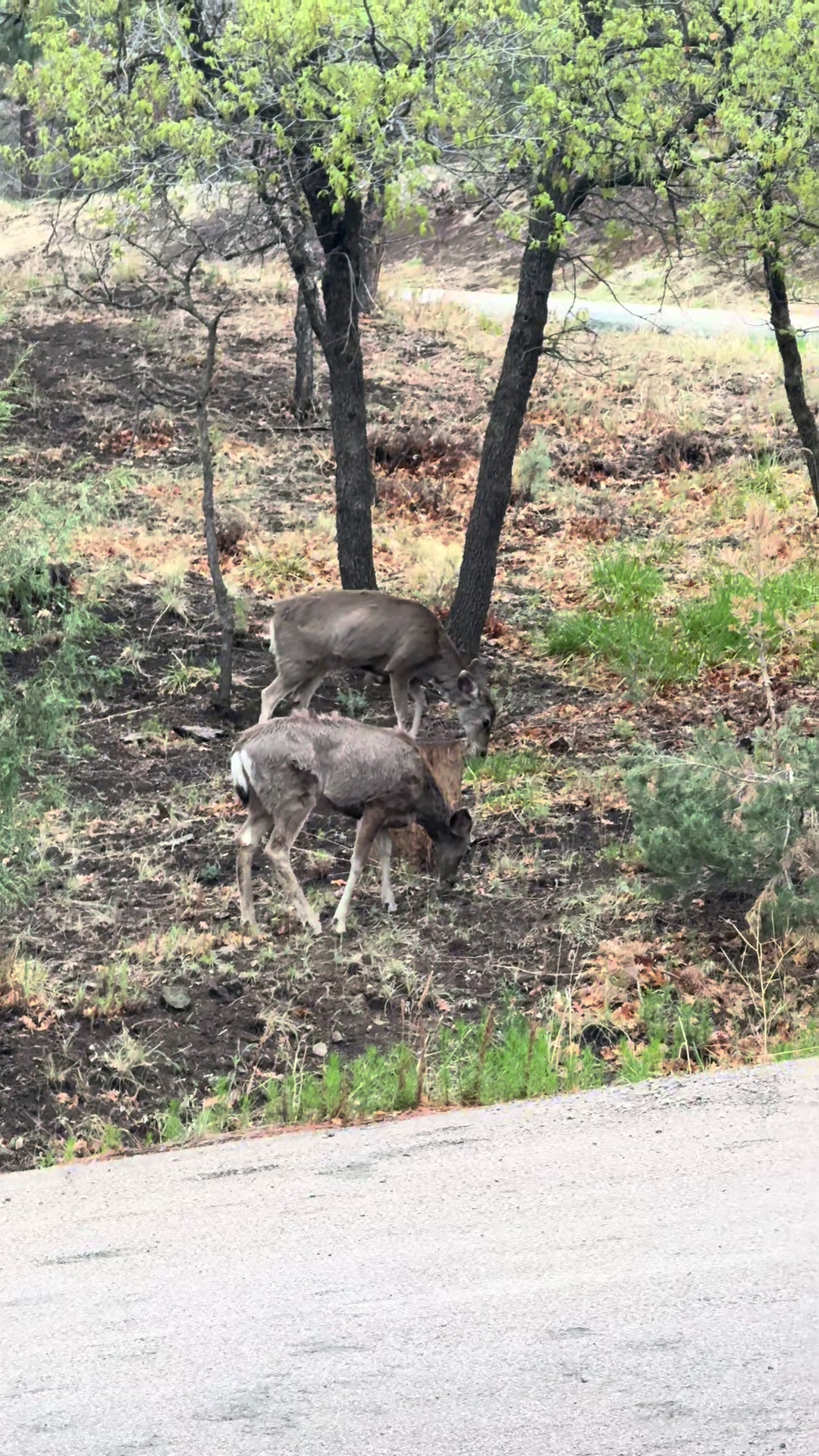 @Mirissa Good Ruidoso Realtor