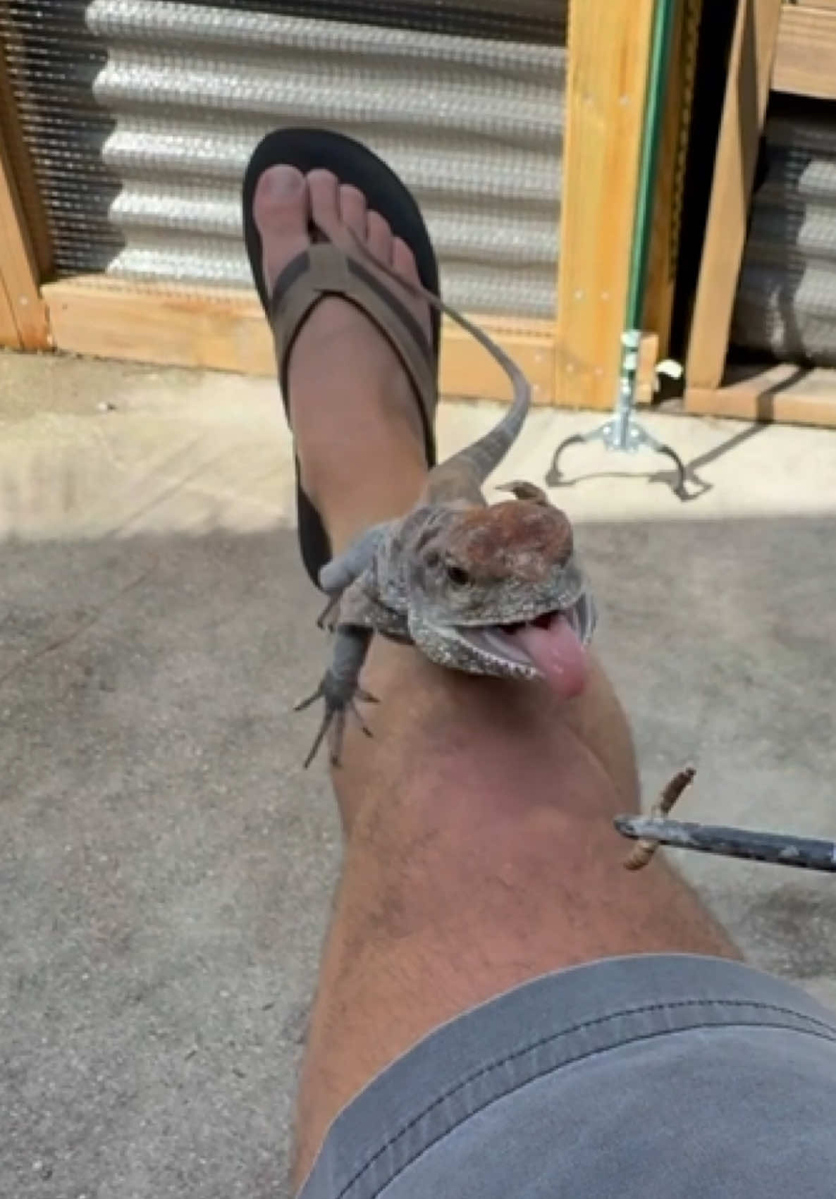 @Tommys_reptiles