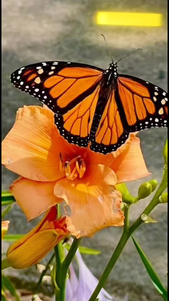 @🦋MamaBearShelley🦋