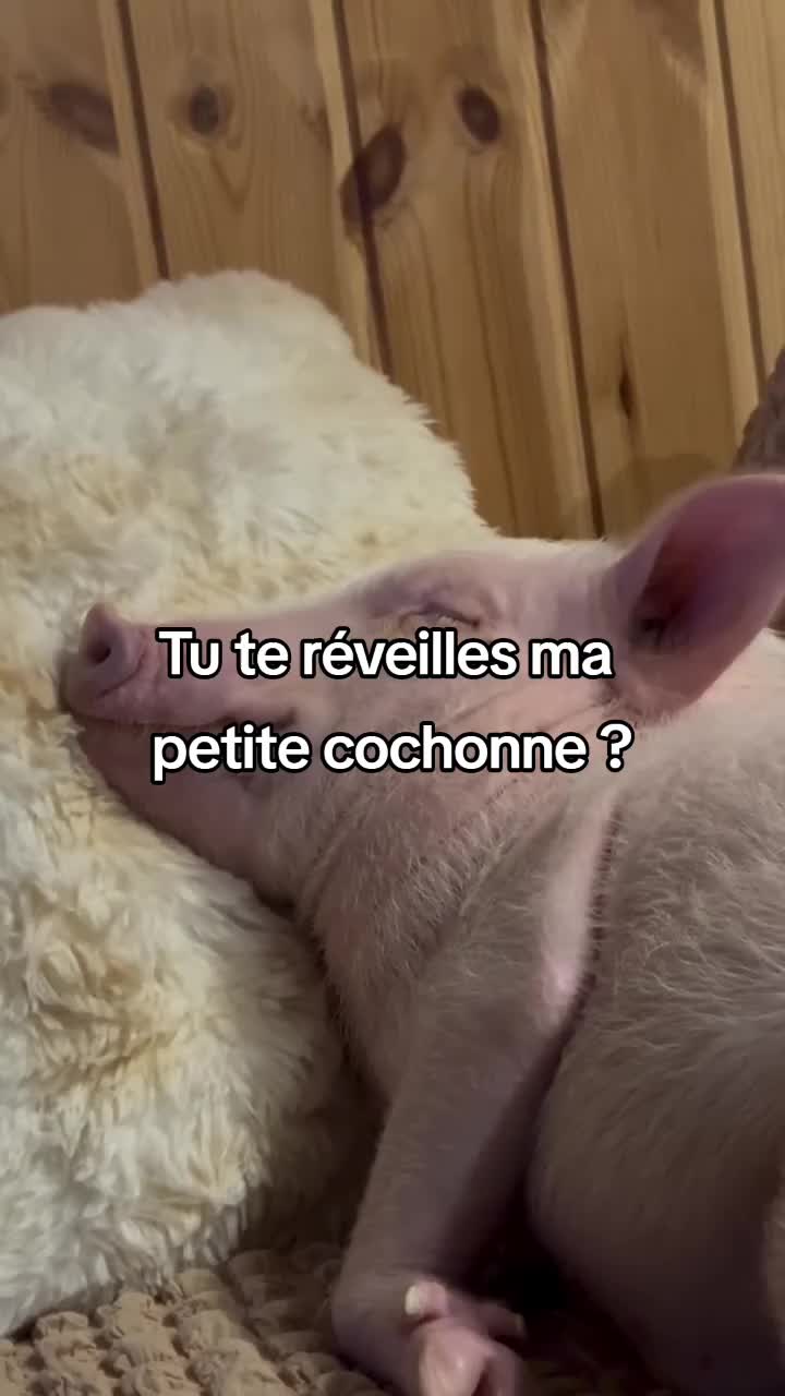 @FouRireAnimal