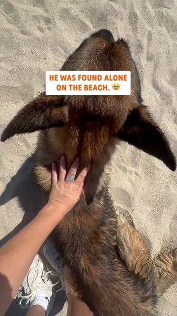 @Pawsome Pets