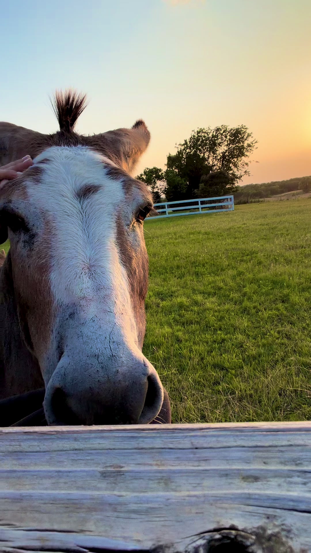 @DonkeyandHoundMama