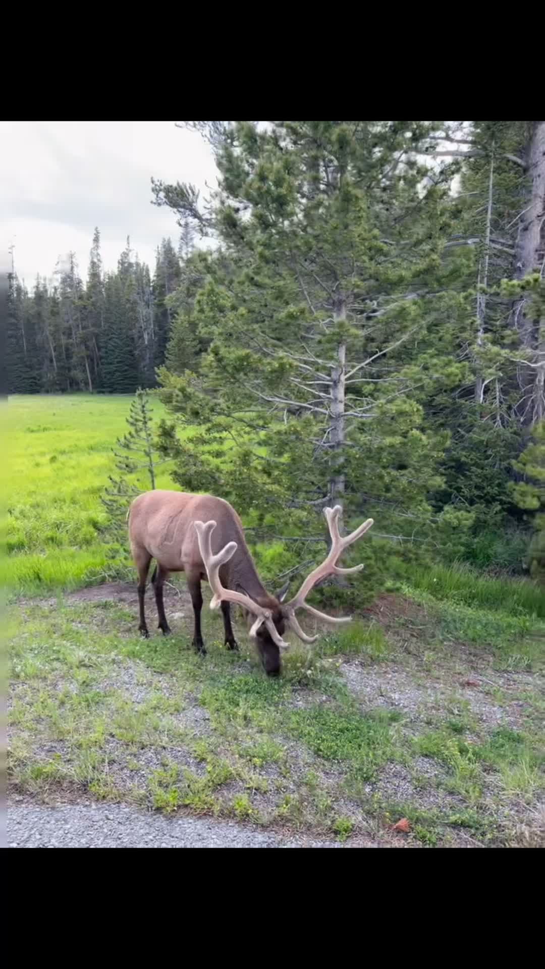 @wolfhillmakers