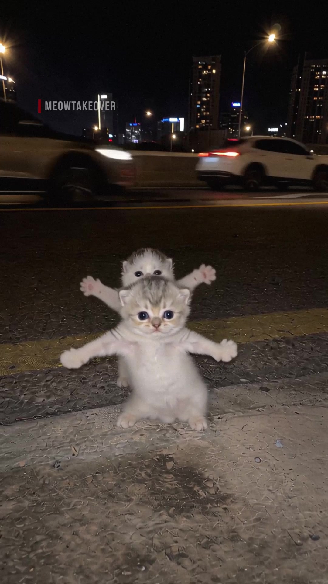 @meowtakeover