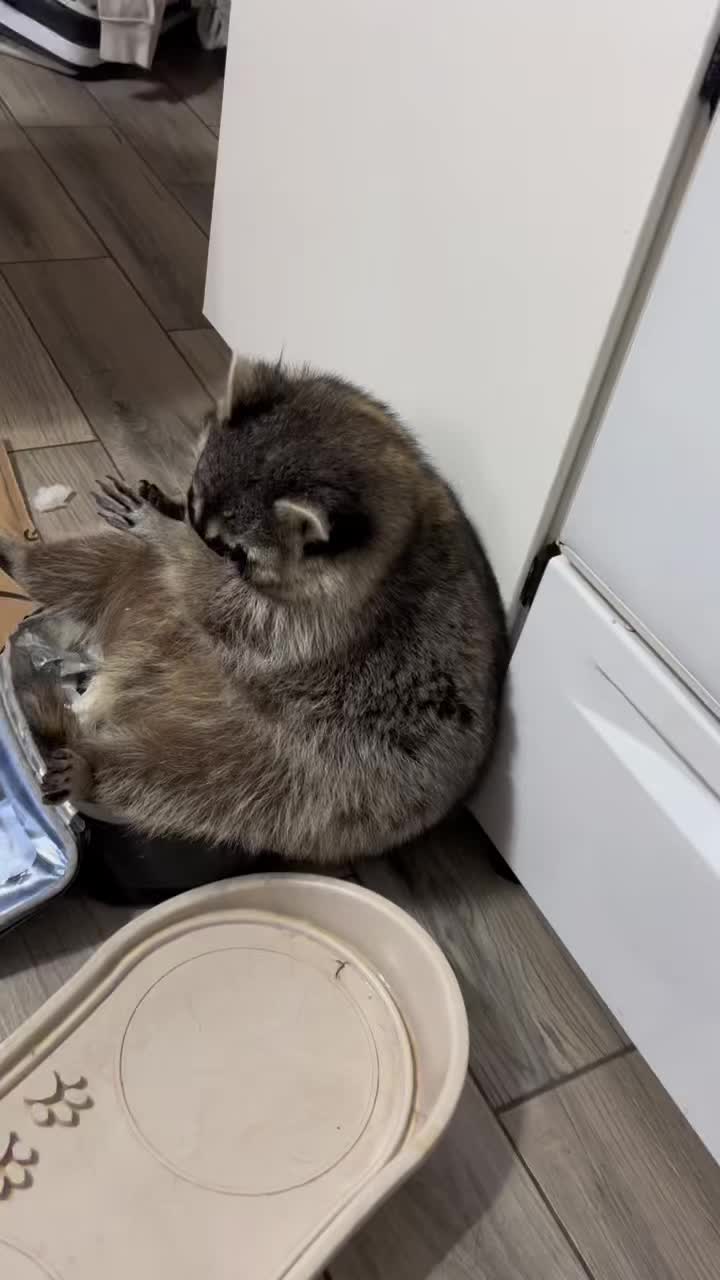 @Loki the raccoon