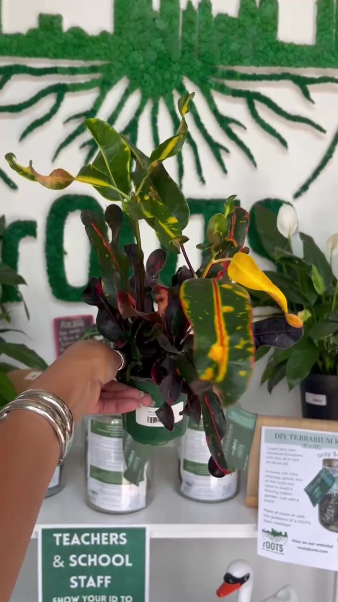 @Rootskc