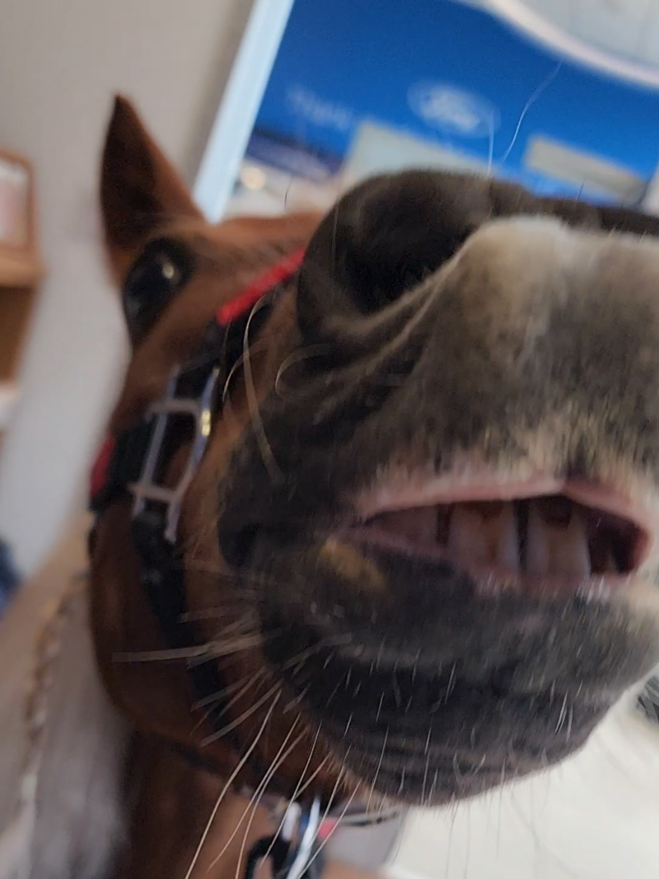 @minihorsemomandtrainer🐴🐴🐴🐴