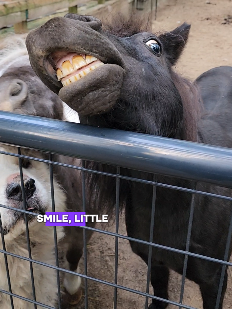 @minihorsemomandtrainer🐴🐴🐴🐴