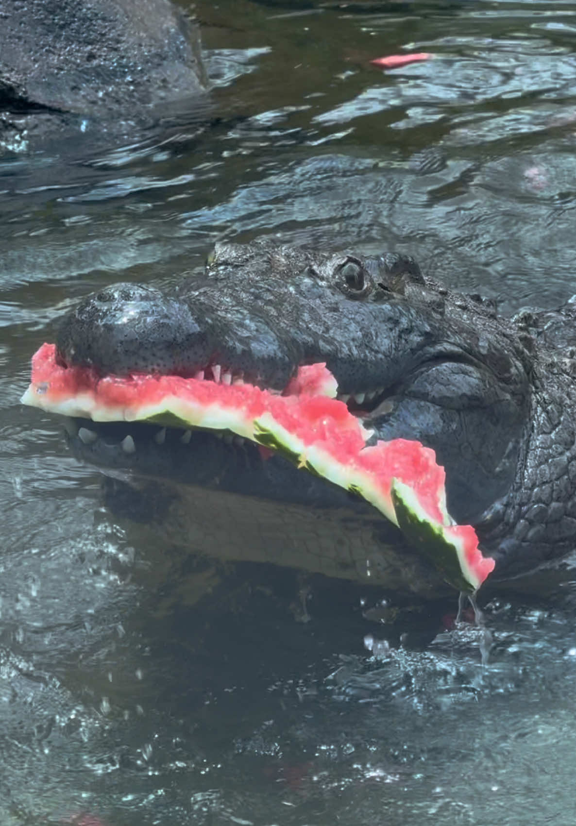 @memphiszoo