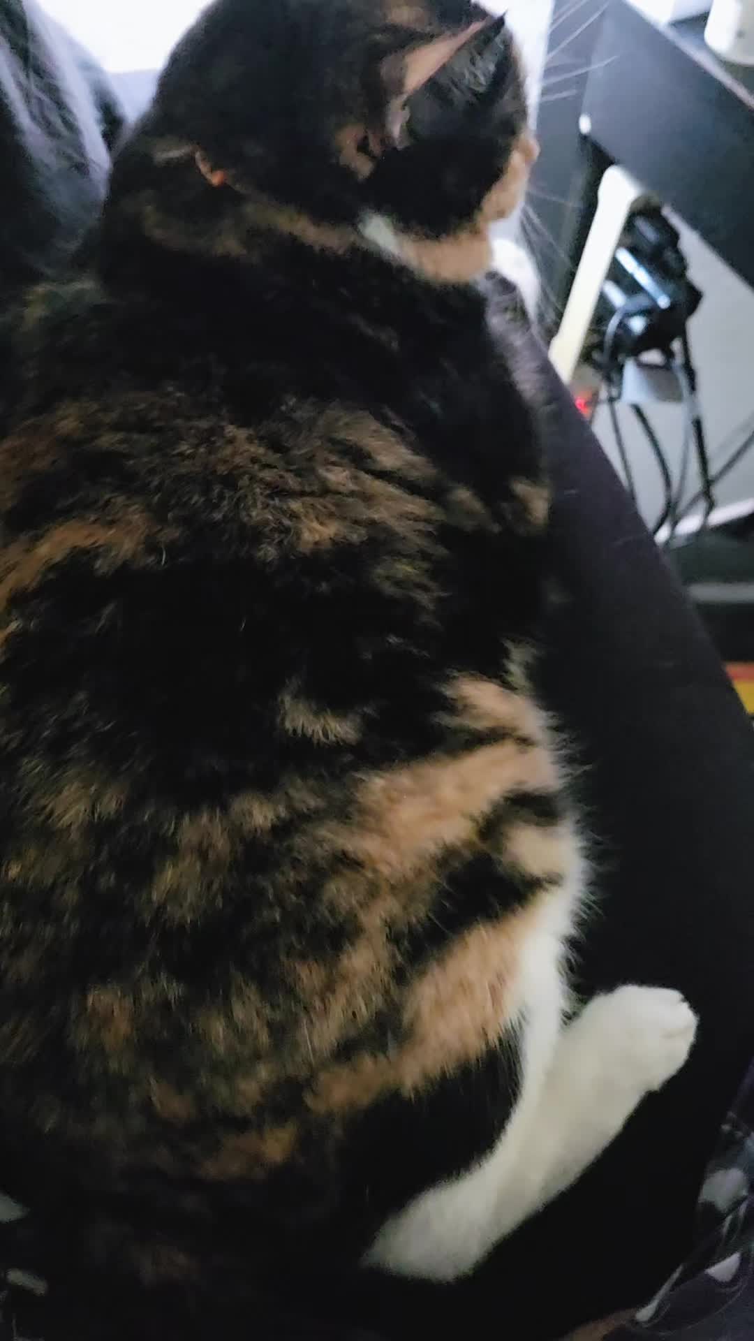 @CauseBoxTurtles🆘️🇺🇲