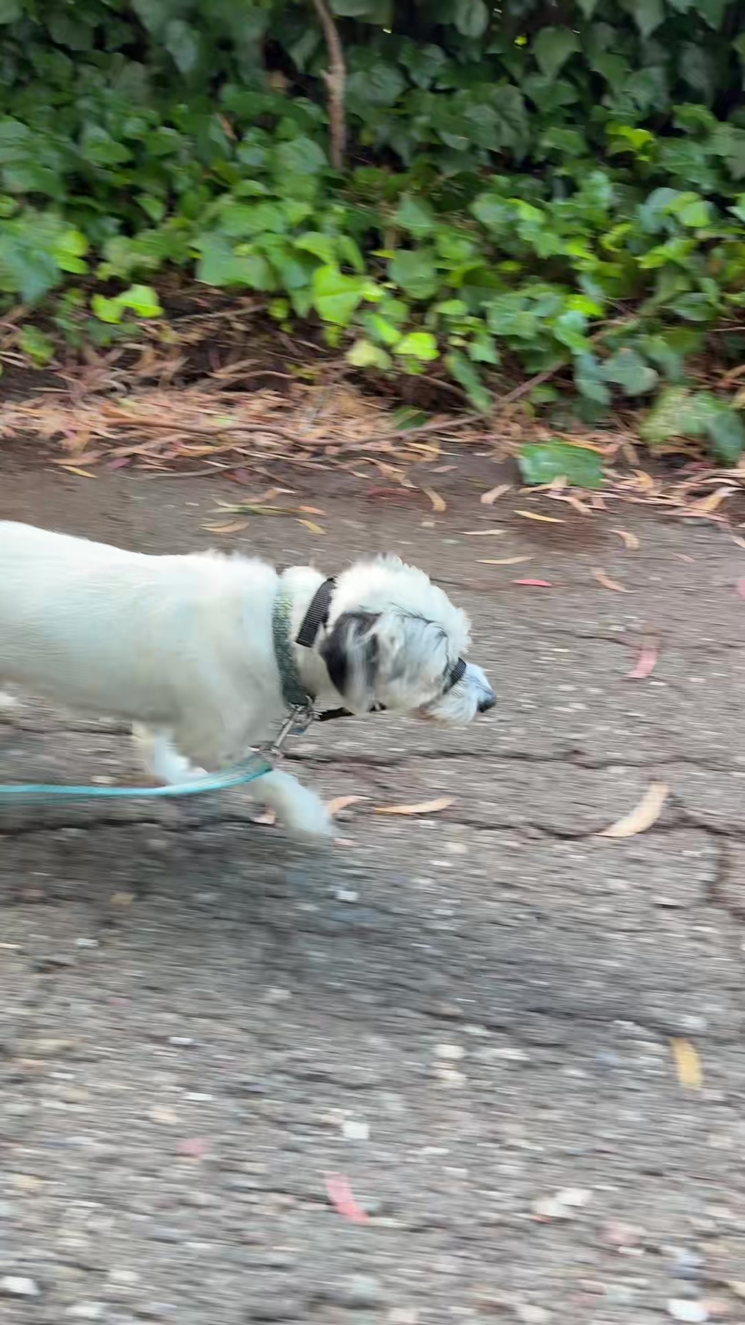 @dogwalkerannika