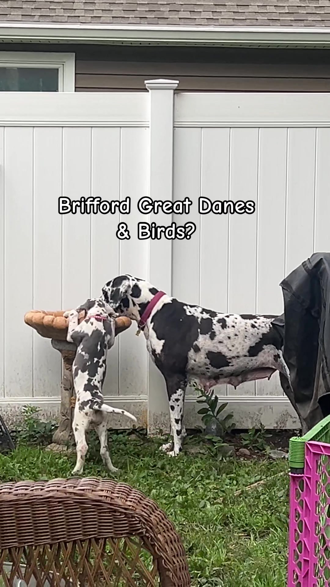 @Brifford Great Danes .com