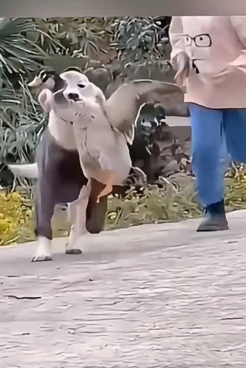@funnyanimalvideo99