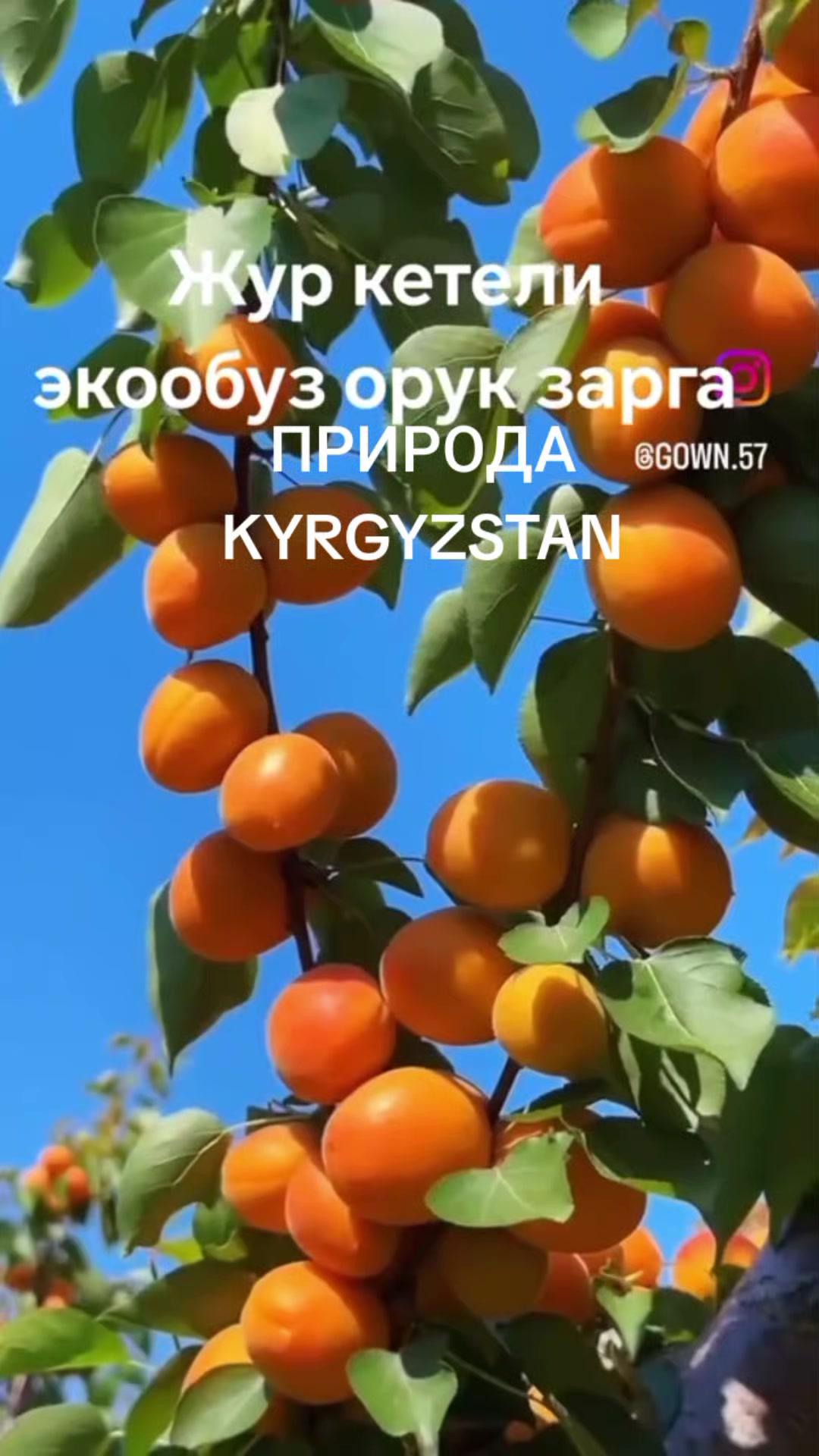 @aidarali_63