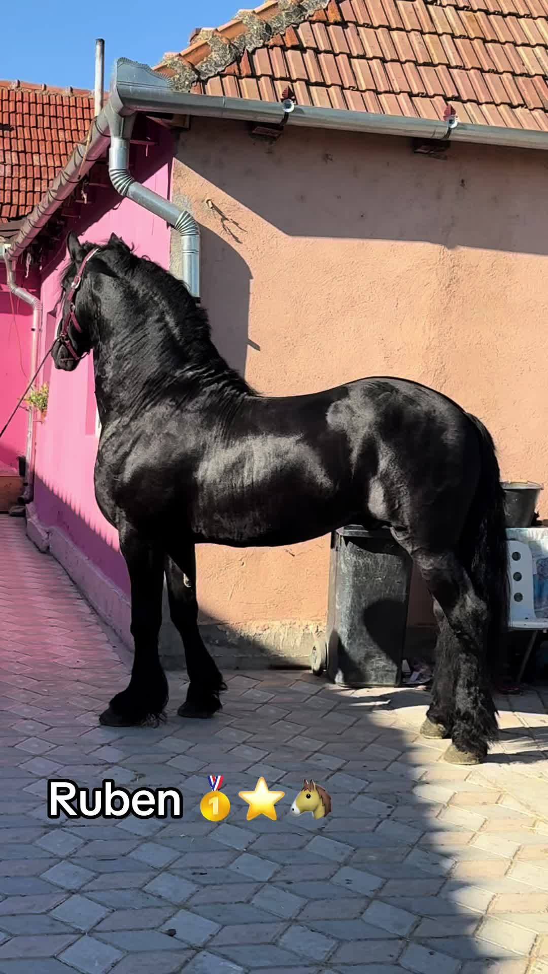 @🐴Spartanu🐴