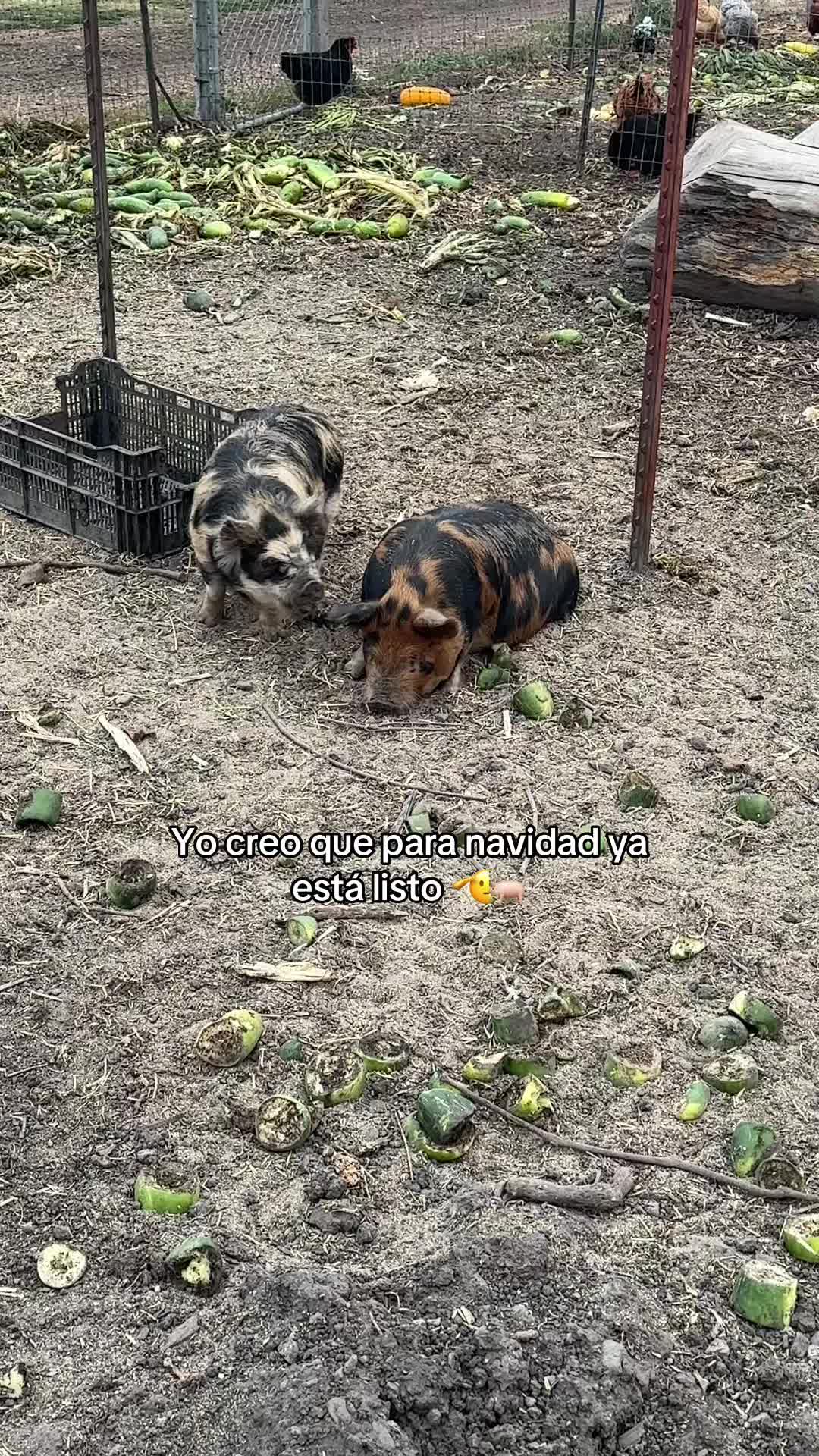 @𝕵𝖊𝖘𝖚𝖘12🥷🇲🇽
