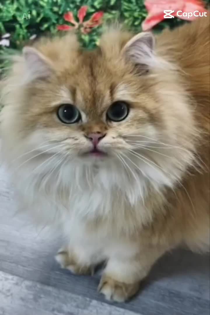 @аристократ