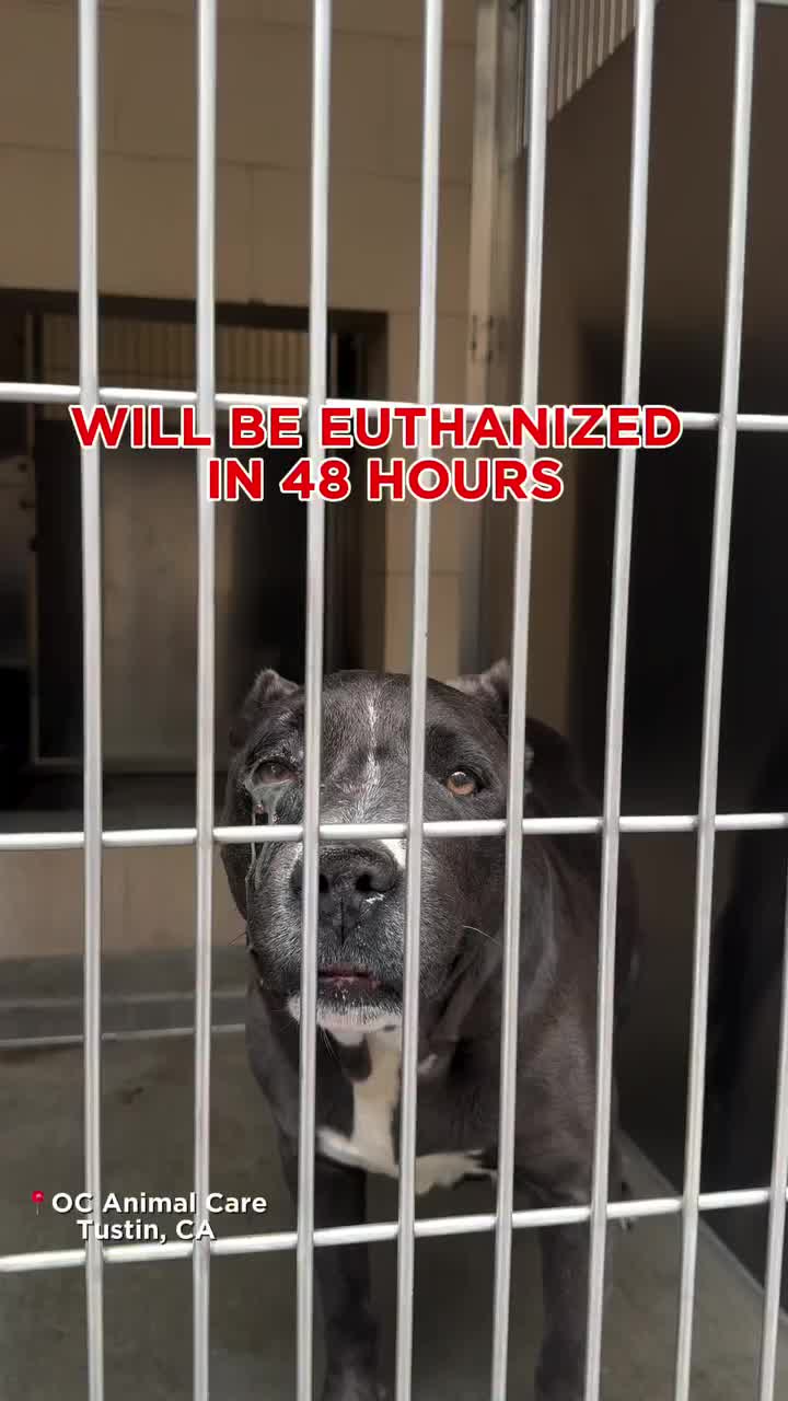 @Cane Corsos