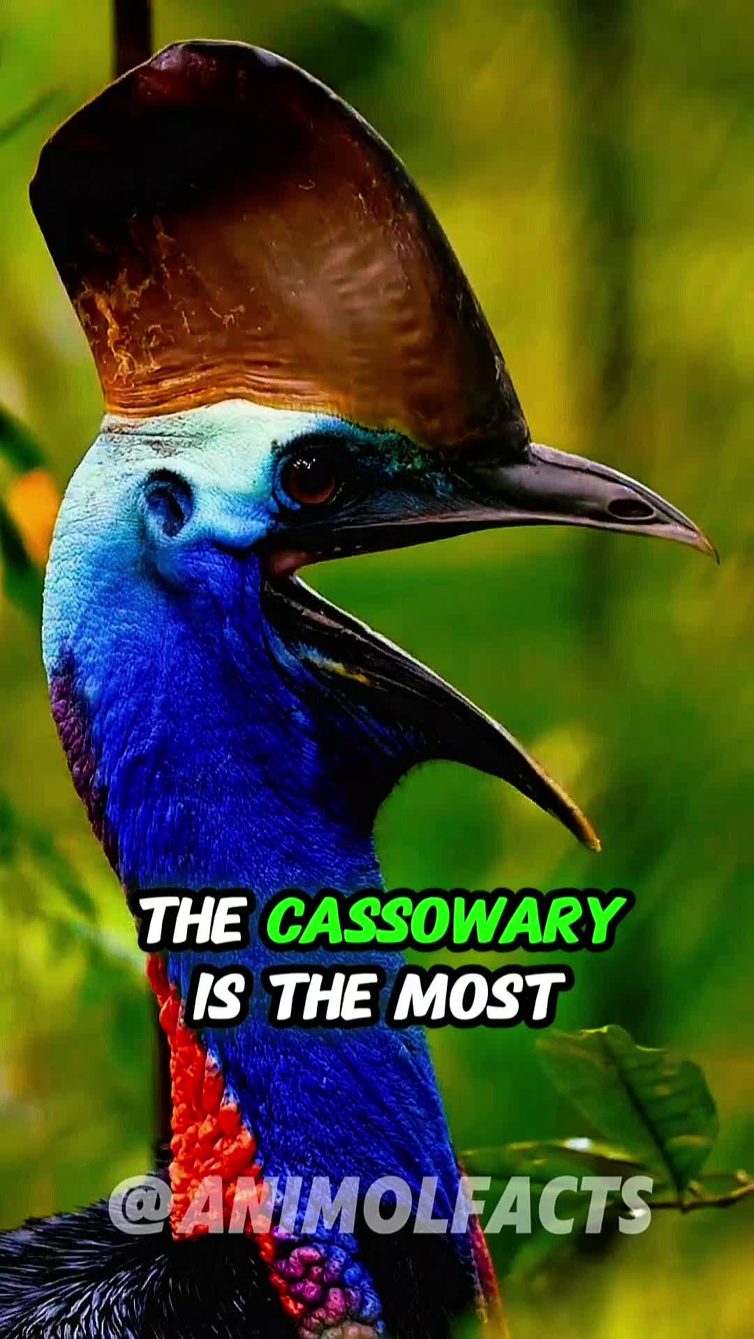 @animolfacts